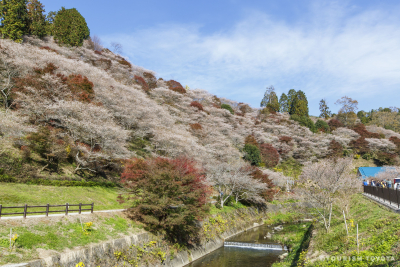 豊田の観光地　小原の四季桜